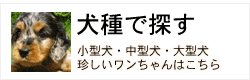 犬種で探す